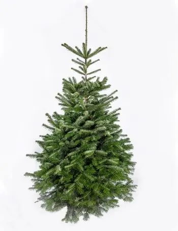 Nordmann kerstboom