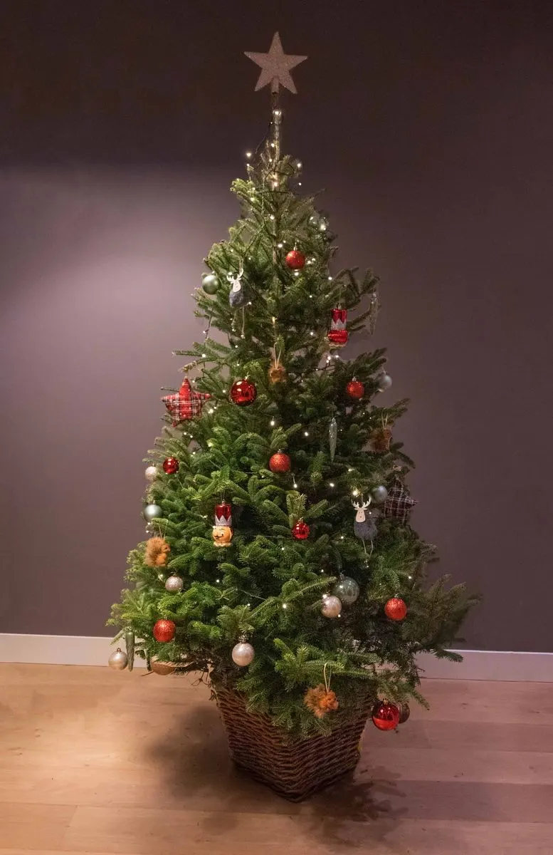 Kerstboom met versierpakket voor de kleintjes