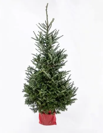 Fraseri kerstboom in een pot